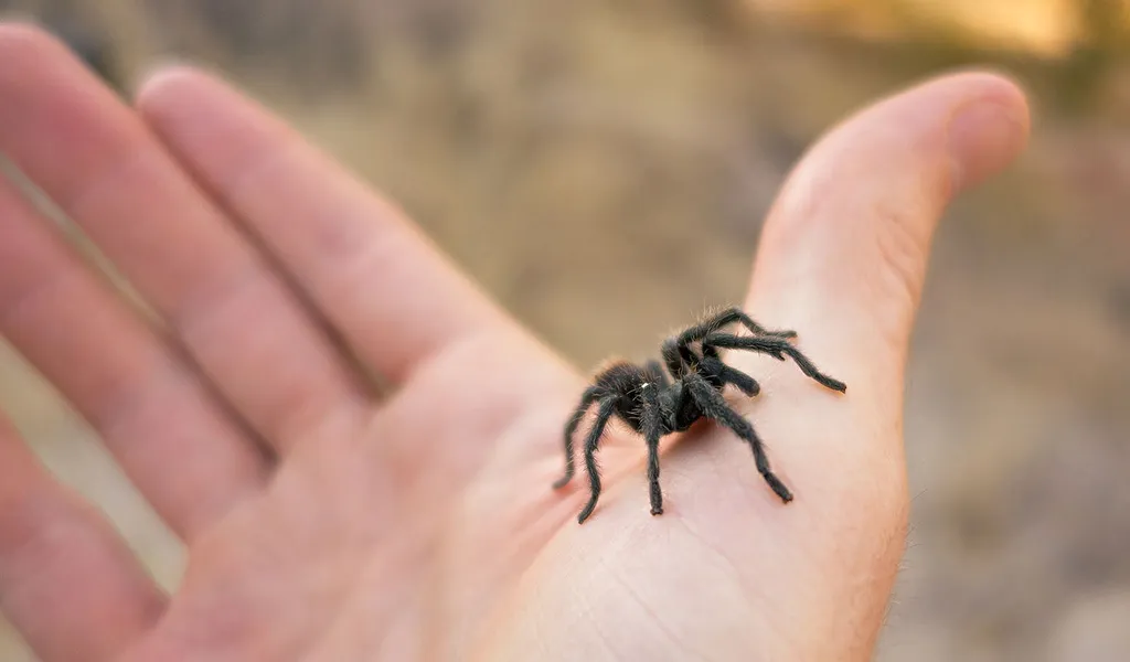 18398 beginner tarantula pet 2
