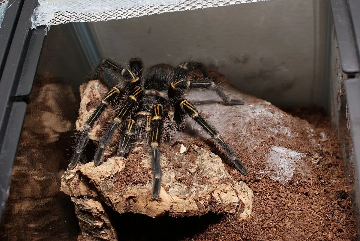 18398 beginner tarantula pet 5