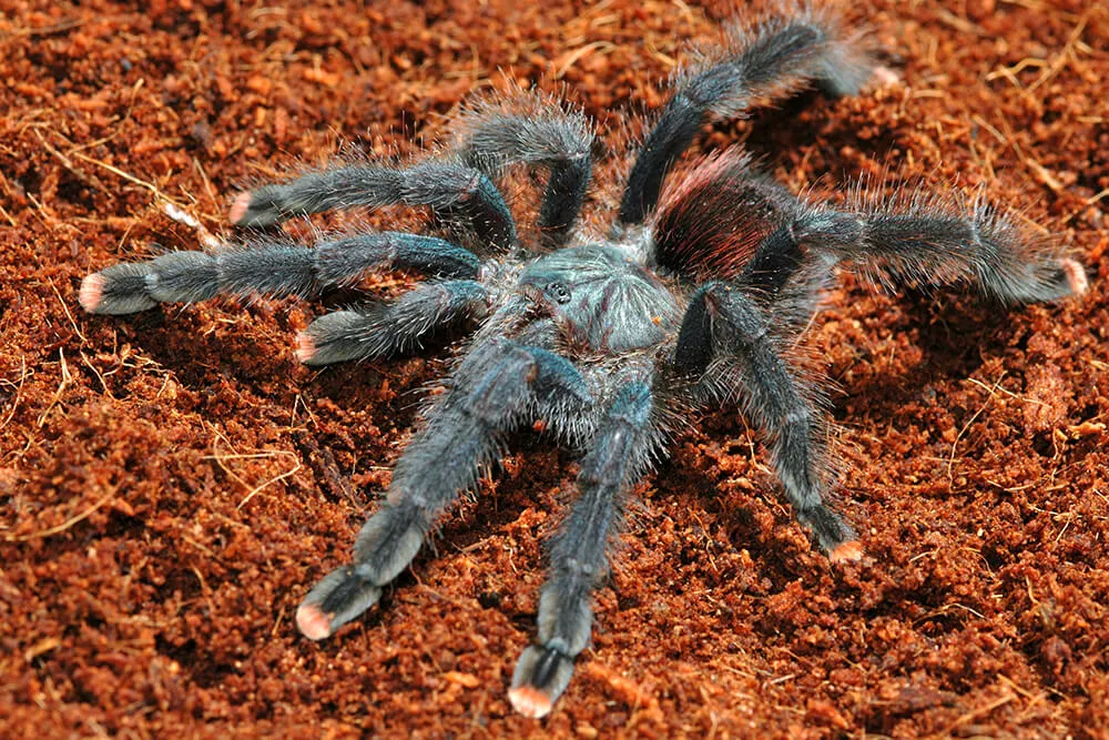 /img/18401-tarantula-planet-conservation.webp
