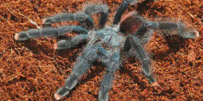 /img/18401-tarantula-planet-conservation.webp