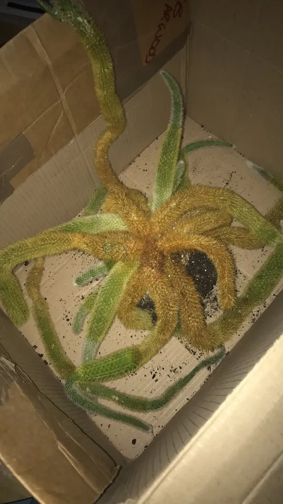 18402 cactus light requirements