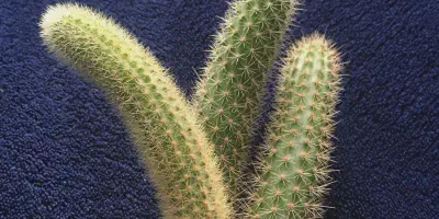 /img/18402-cactus-nutrition.webp