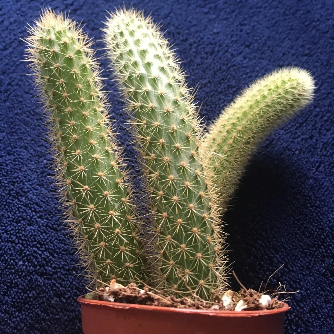 18402 tarantula feeding