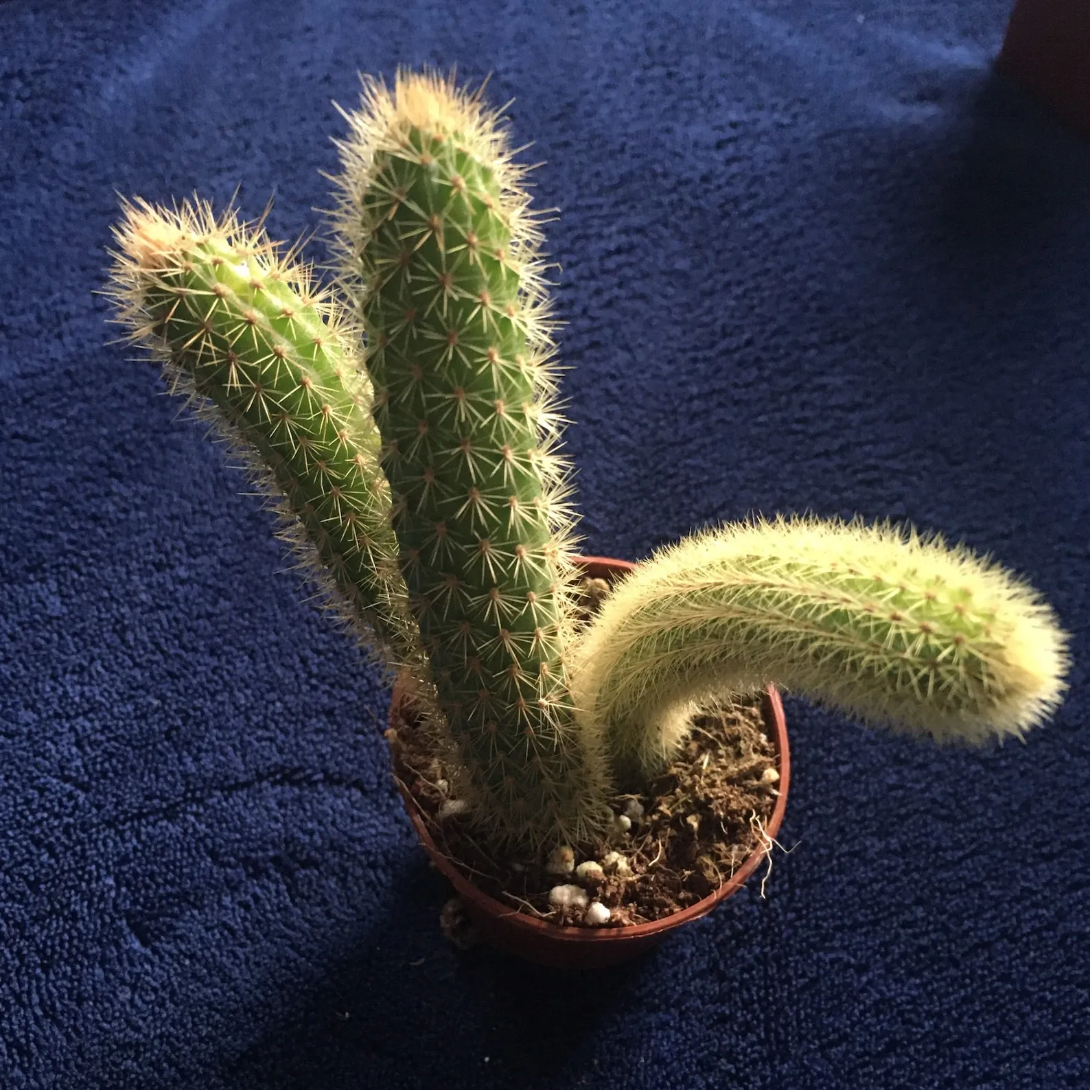 18402 tarantula substrate