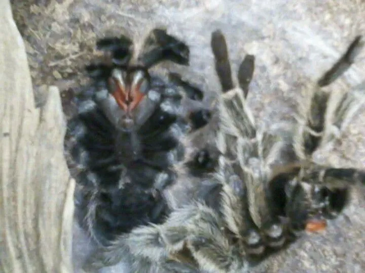 18403 molting tarantula environment