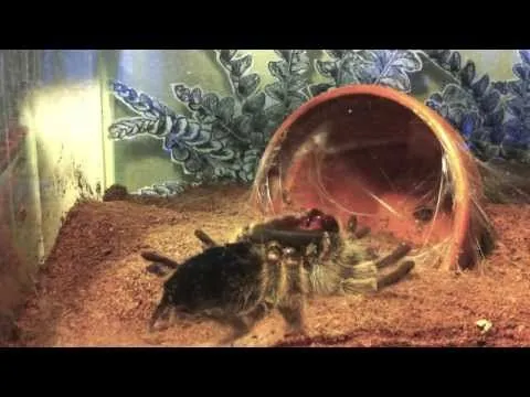 /img/18403-rose-hair-tarantula-feeding.webp