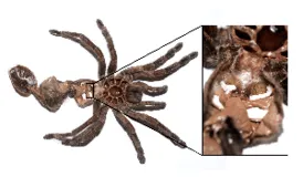 18403 rose hair tarantula molt