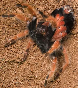 18403 rose hair tarantula molting