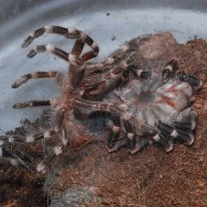 18403 tarantula failed molt
