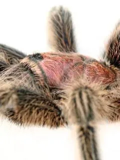 18403 tarantula molting process