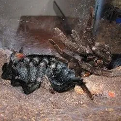 18403 tarantula post molt care