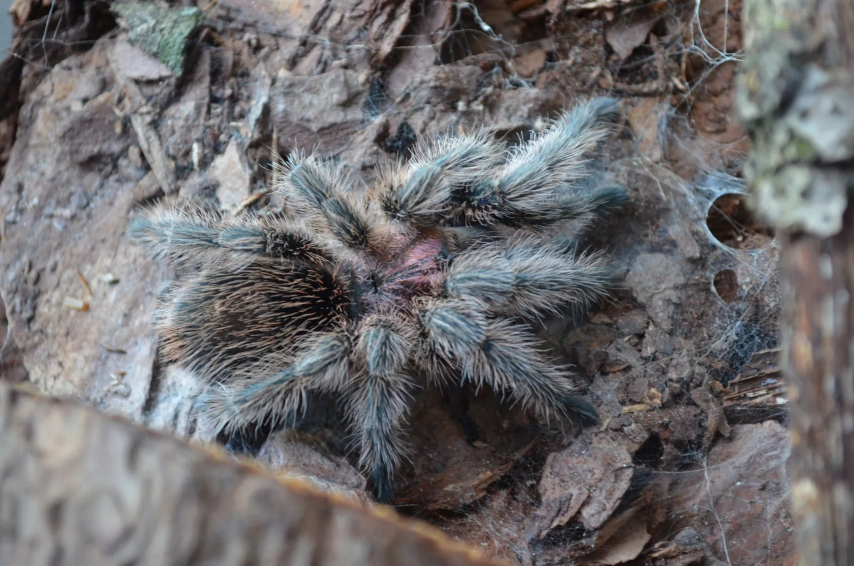18404 rose hair tarantula eating